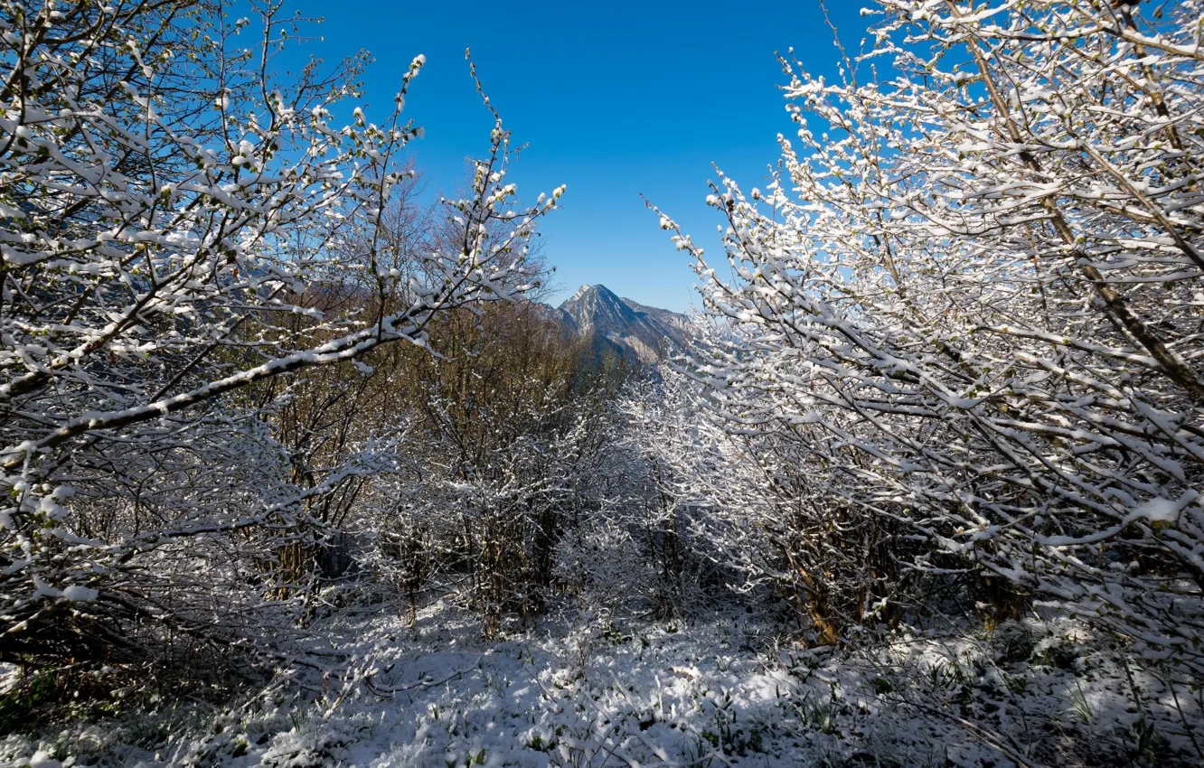 Фото обои Небо, Зима, Деревья, Снег, Лес