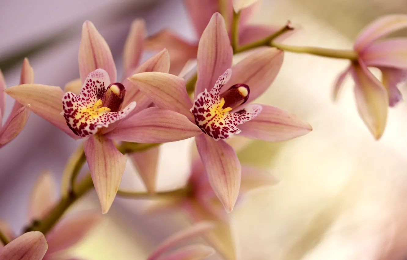 Фото обои ветка, лепестки, орхидея