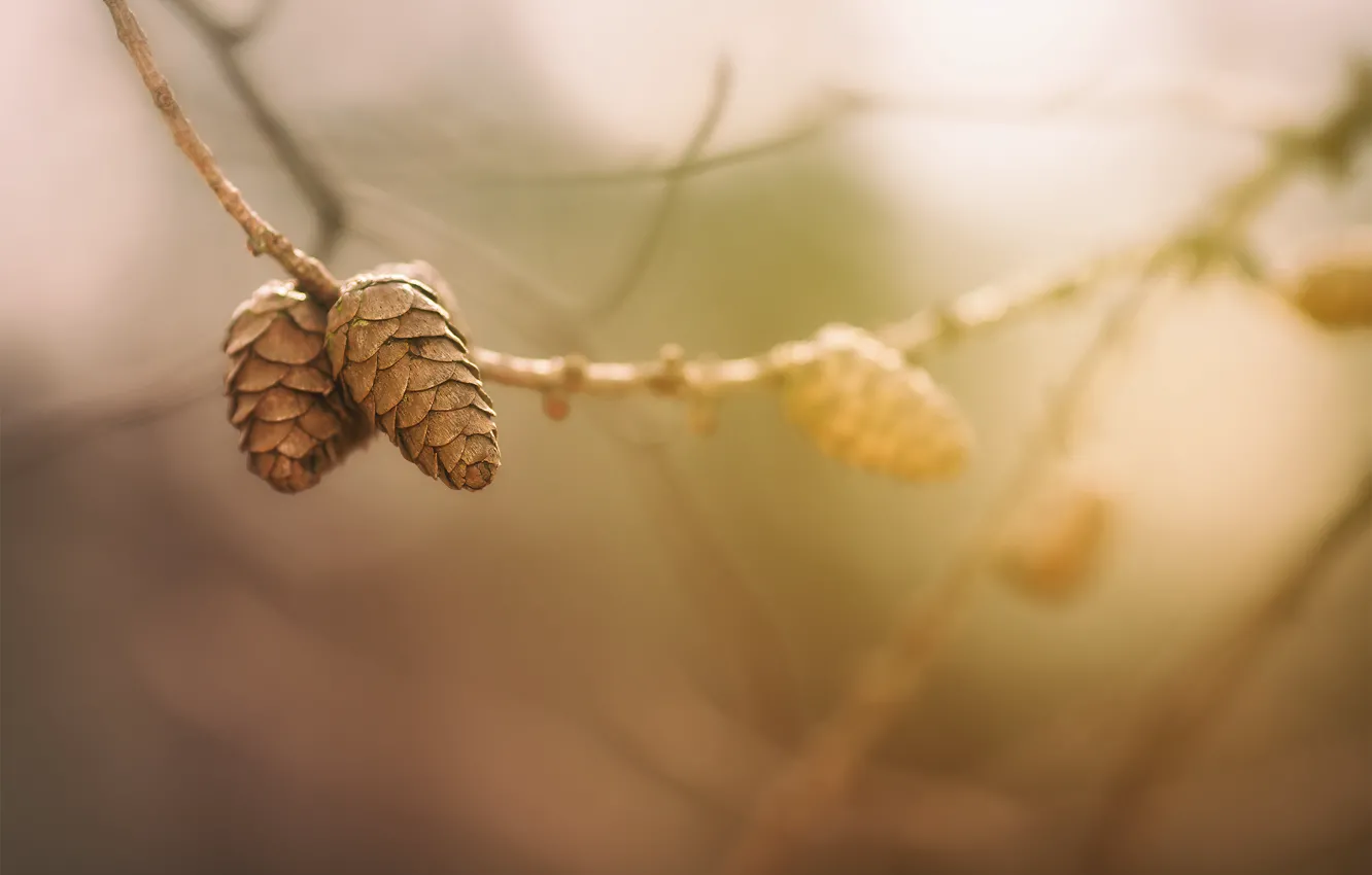 Фото обои ветки, природа, Pine Cones