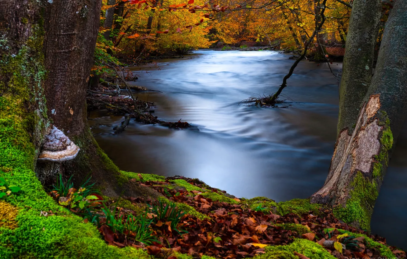 Фото обои осень, лес, деревья, пейзаж, природа, река