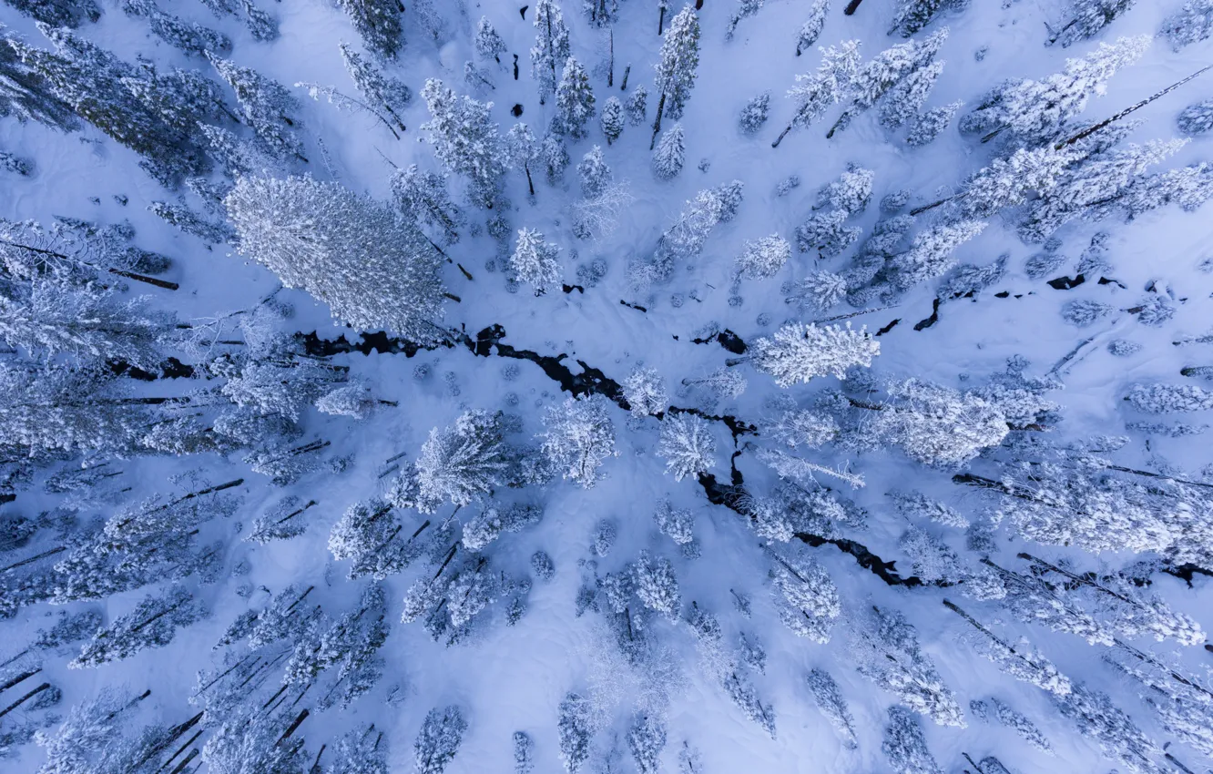 Фото обои зима, снег, деревья, природа, вид сверху