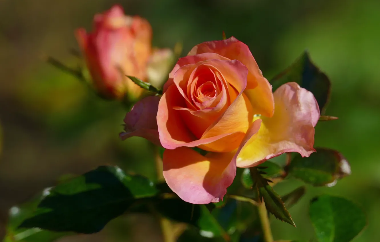 Фото обои листья, цветы, оранжевый, желтый, розы, сад, бутоны, зеленый фон