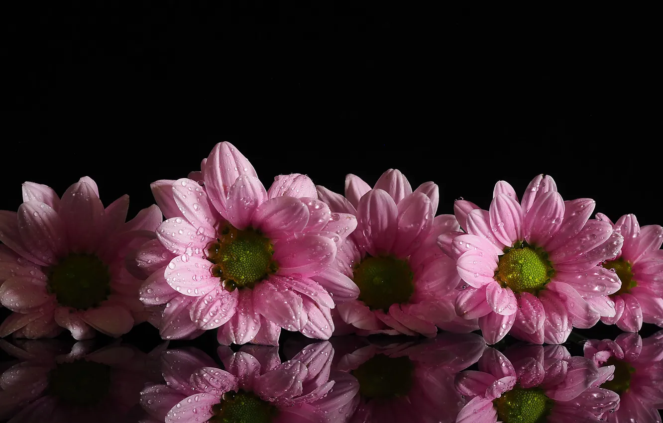 Фото обои капли, цветы, роса, отражение, фон, розовый, хризантемы, маргаритки