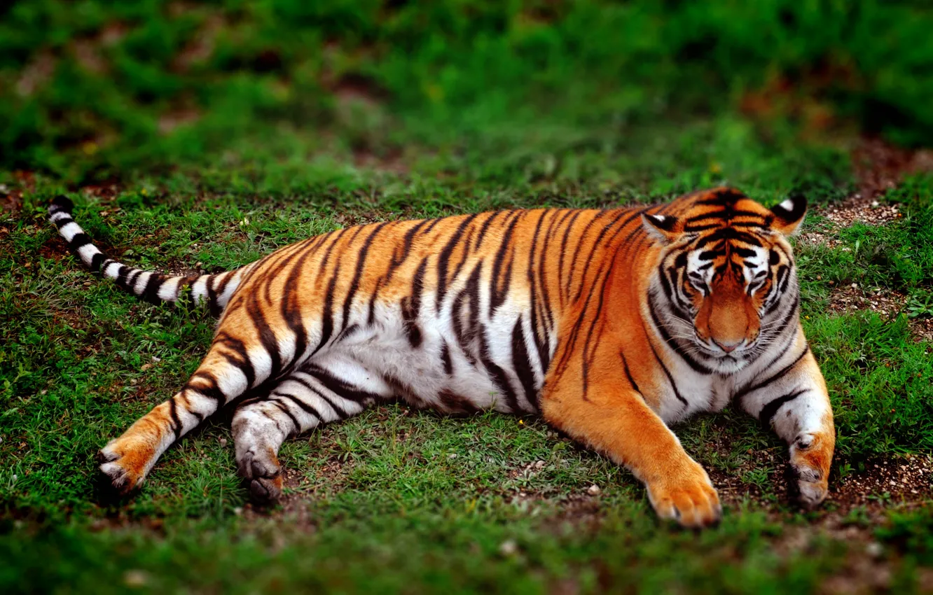 Фото обои животные, тигр, животное, дикие кошки, амурский тигр, дикие животные, редкие животные, краснокнижный тигр