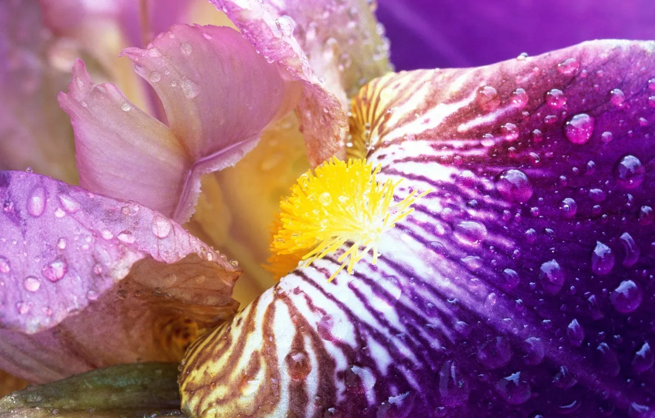 Фото обои цветок, нежный, Iris Close-Up