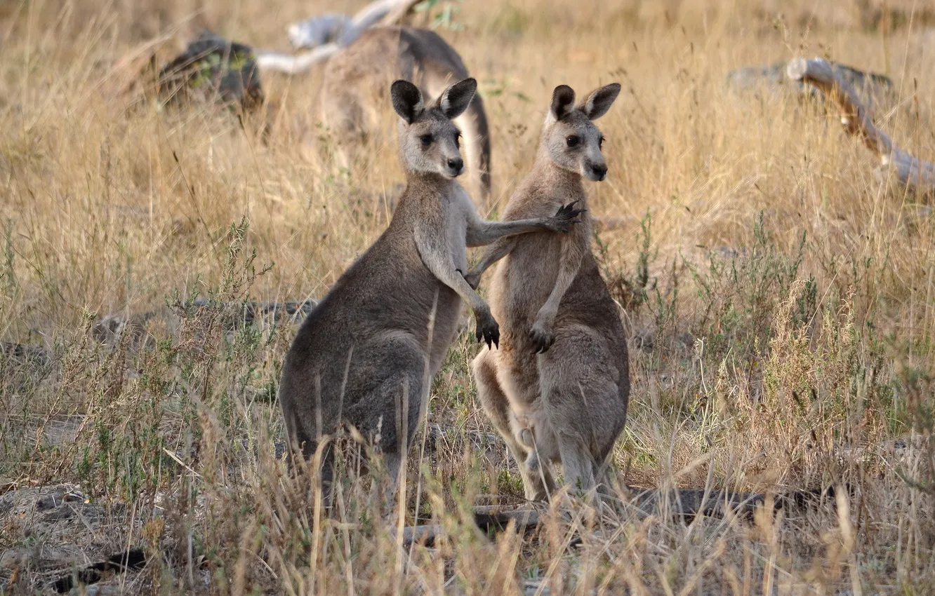Фото обои природа, Австралия, кенгуру