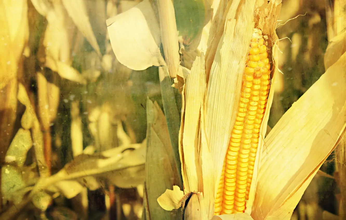 Фото обои природа, фон, кукуруза