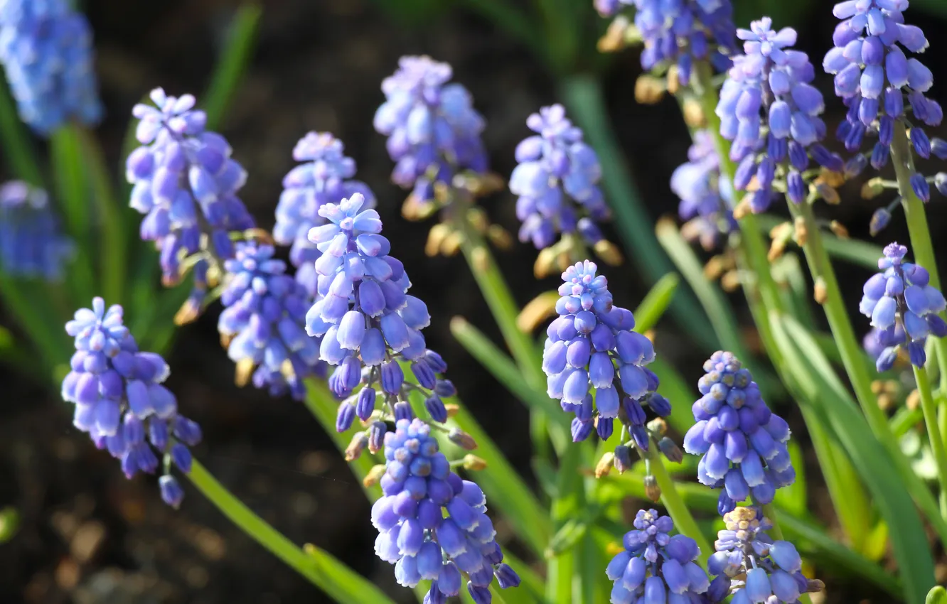 Фото обои blue, blooming, Grape Hyacinths