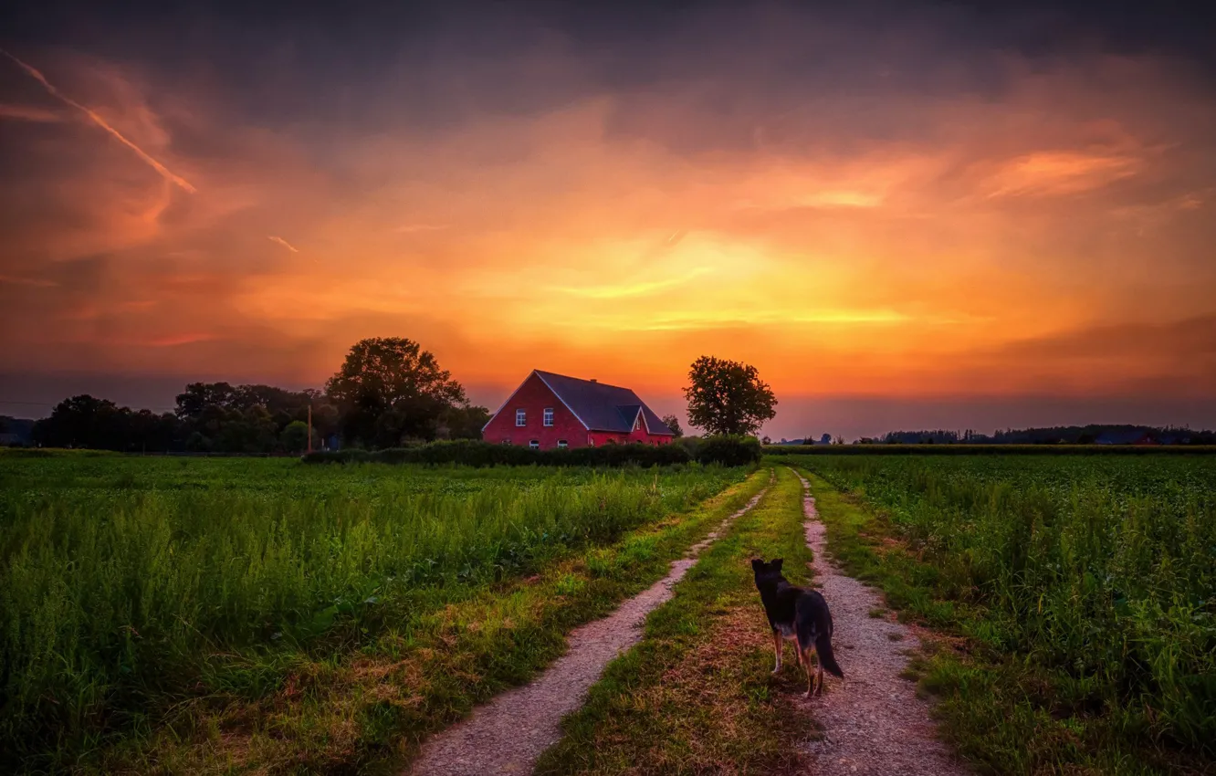 Фото обои дорога, лето, небо, закат, природа, дом, собака