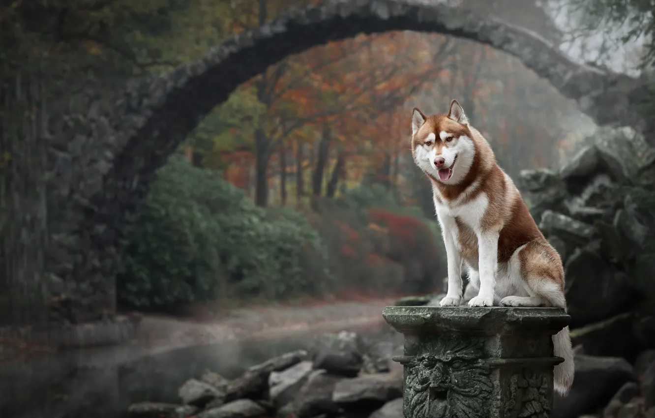 Фото обои осень, мост, природа, собака, Хаски