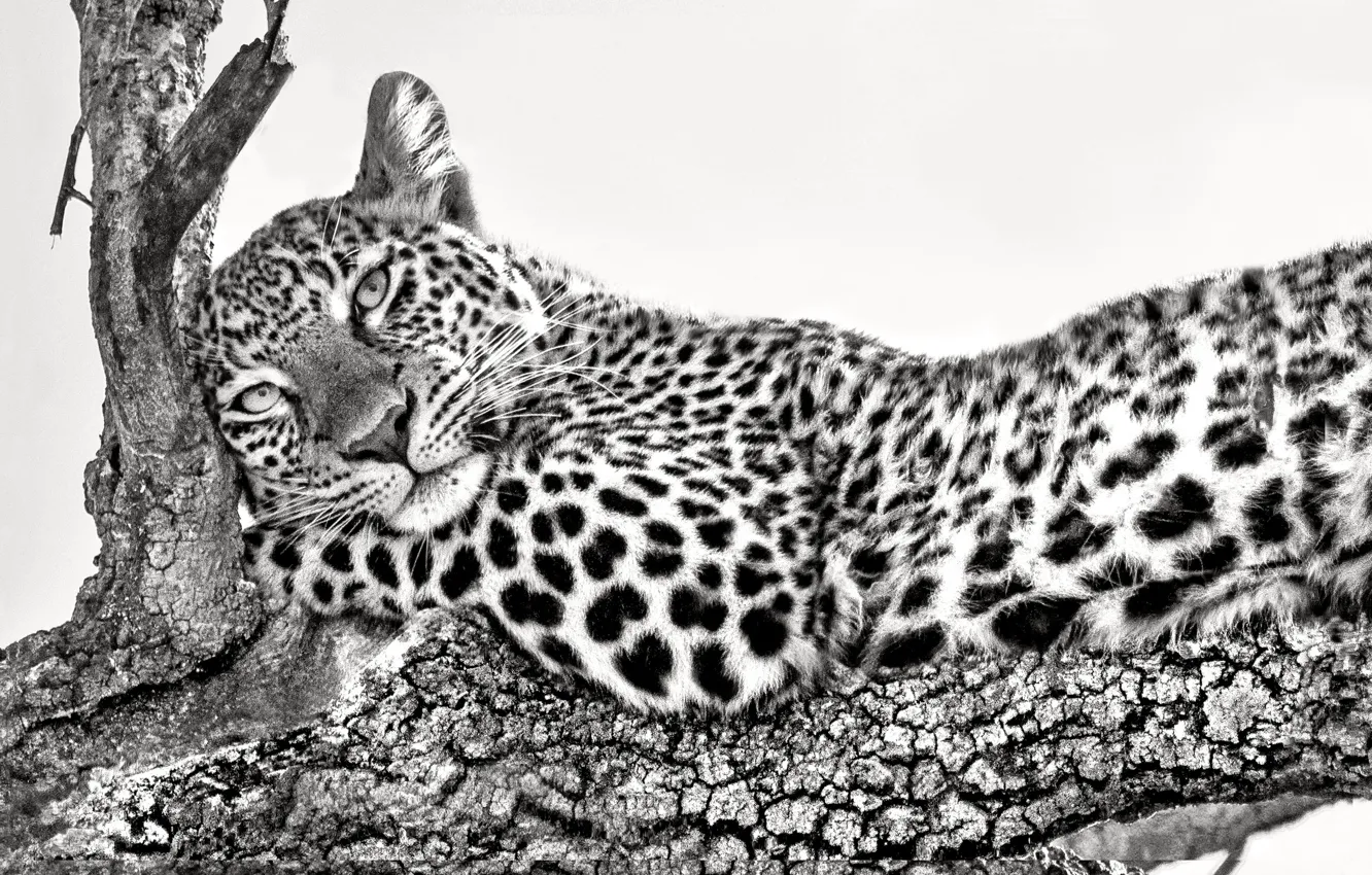 Фото обои ветка, леопард, leopard, branch