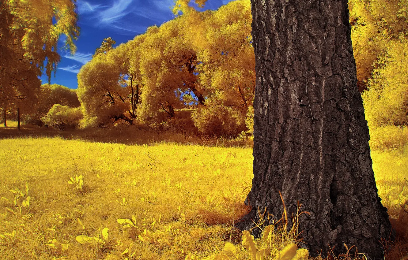 Фото обои осень, небо, трава, деревья