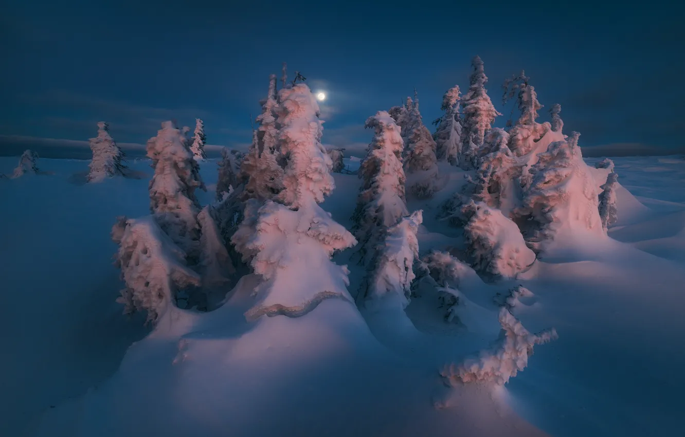 Фото обои зима, снег, деревья, ночь, природа, луна, ели