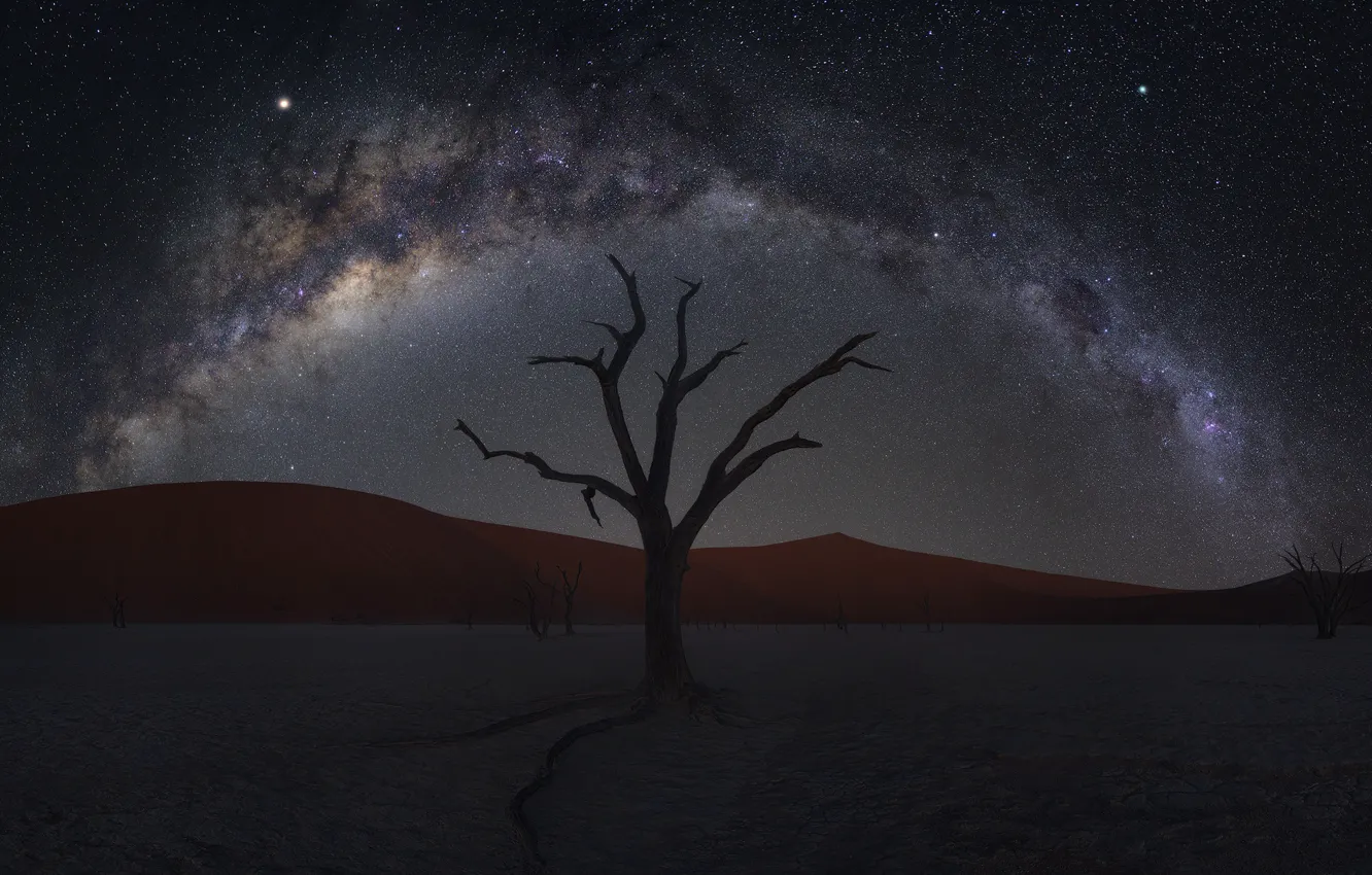 Фото обои песок, дерево, пустыня, дюны, desert, Намибия, tree, sand