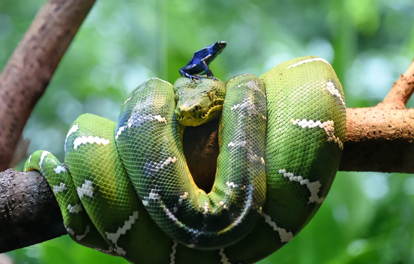 Фото обои лягушка, змея, ветка, питон, snake, frog, branch, constrictor