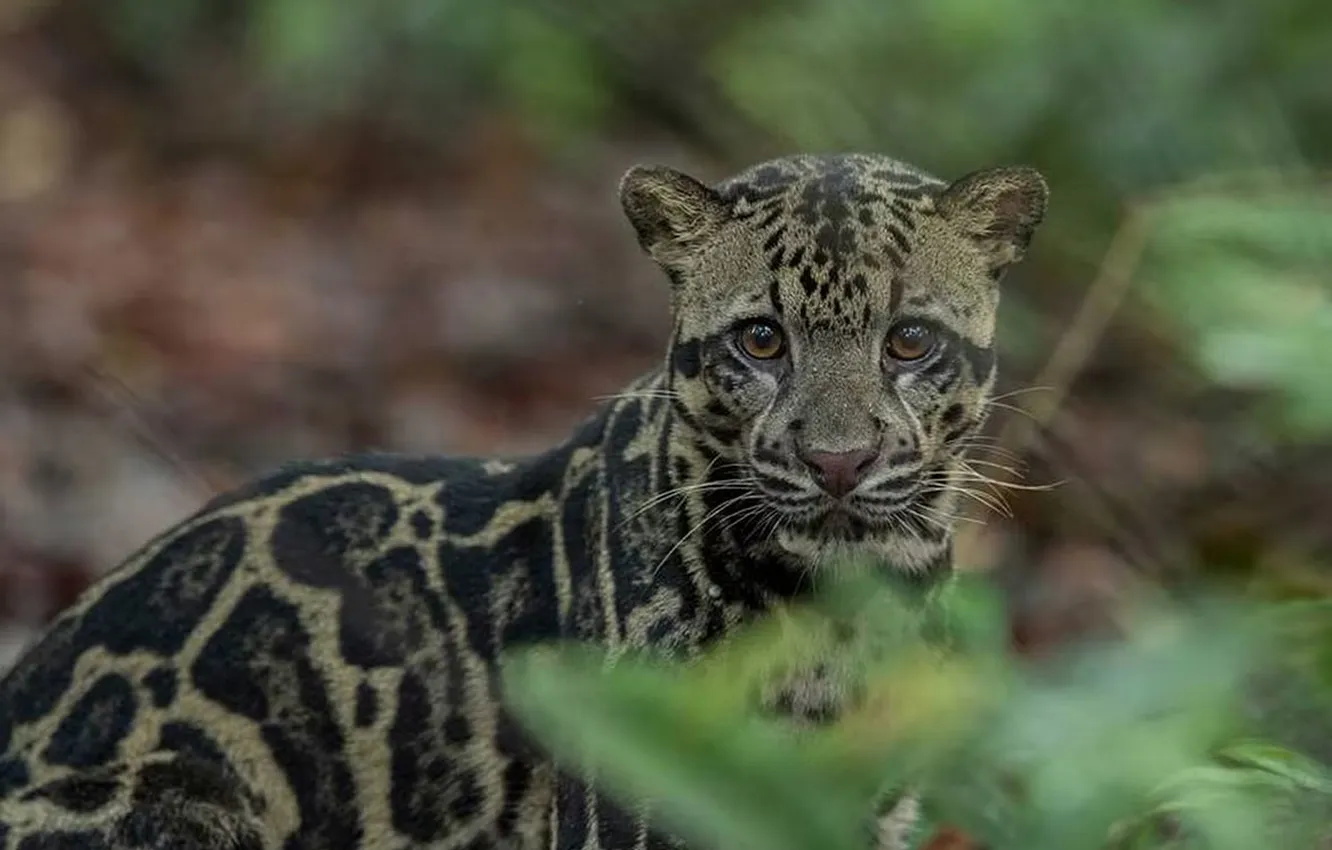Фото обои animal, big cat, Sunda Clouded Leopard, Neofelis Diardi Borneensis