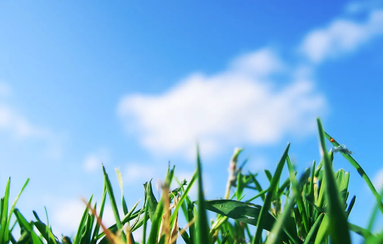 Фото обои зелень, небо, трава