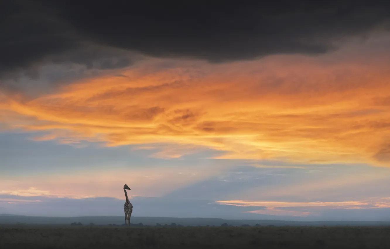 Фото обои жираф, саванна, Африка, Africa, giraffe, savannah