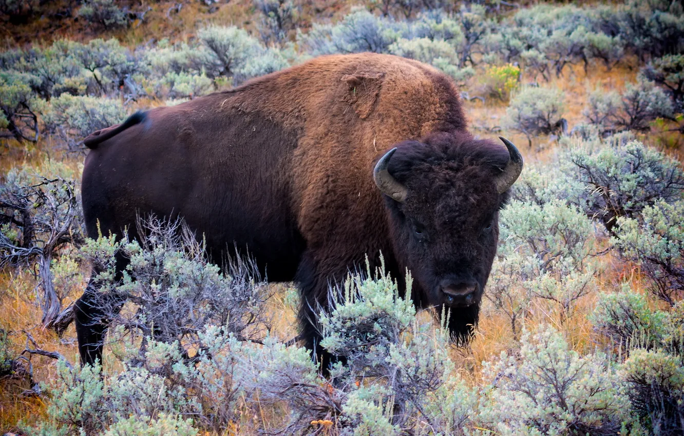 Фото обои природа, фон, Bison