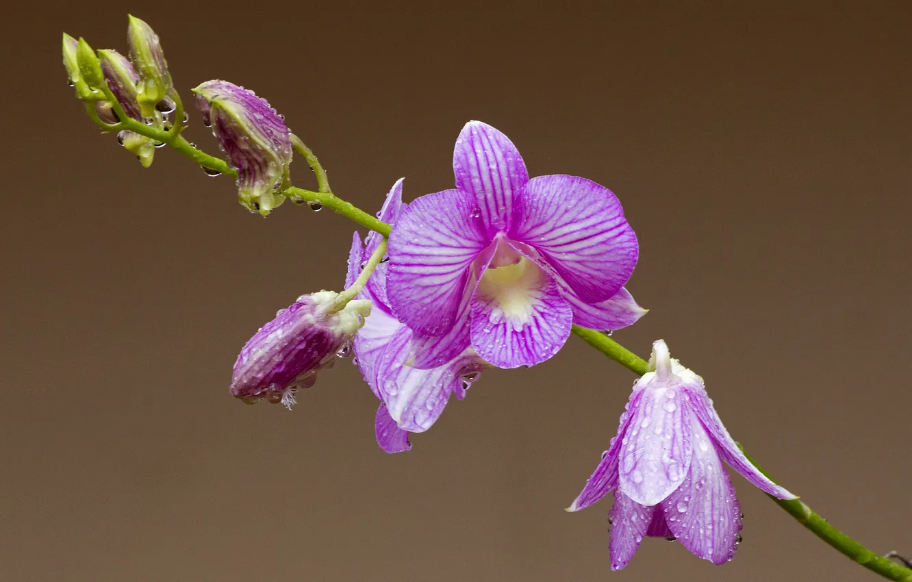 Фото обои капли, роса, лепестки, стебель, орхидея