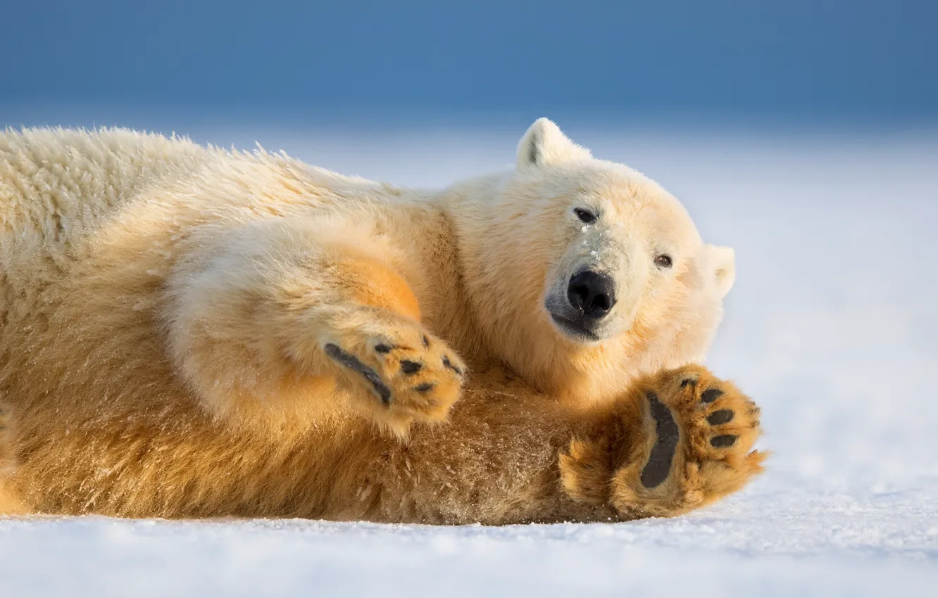 Фото обои зима, взгляд, природа, лапа, белый медведь