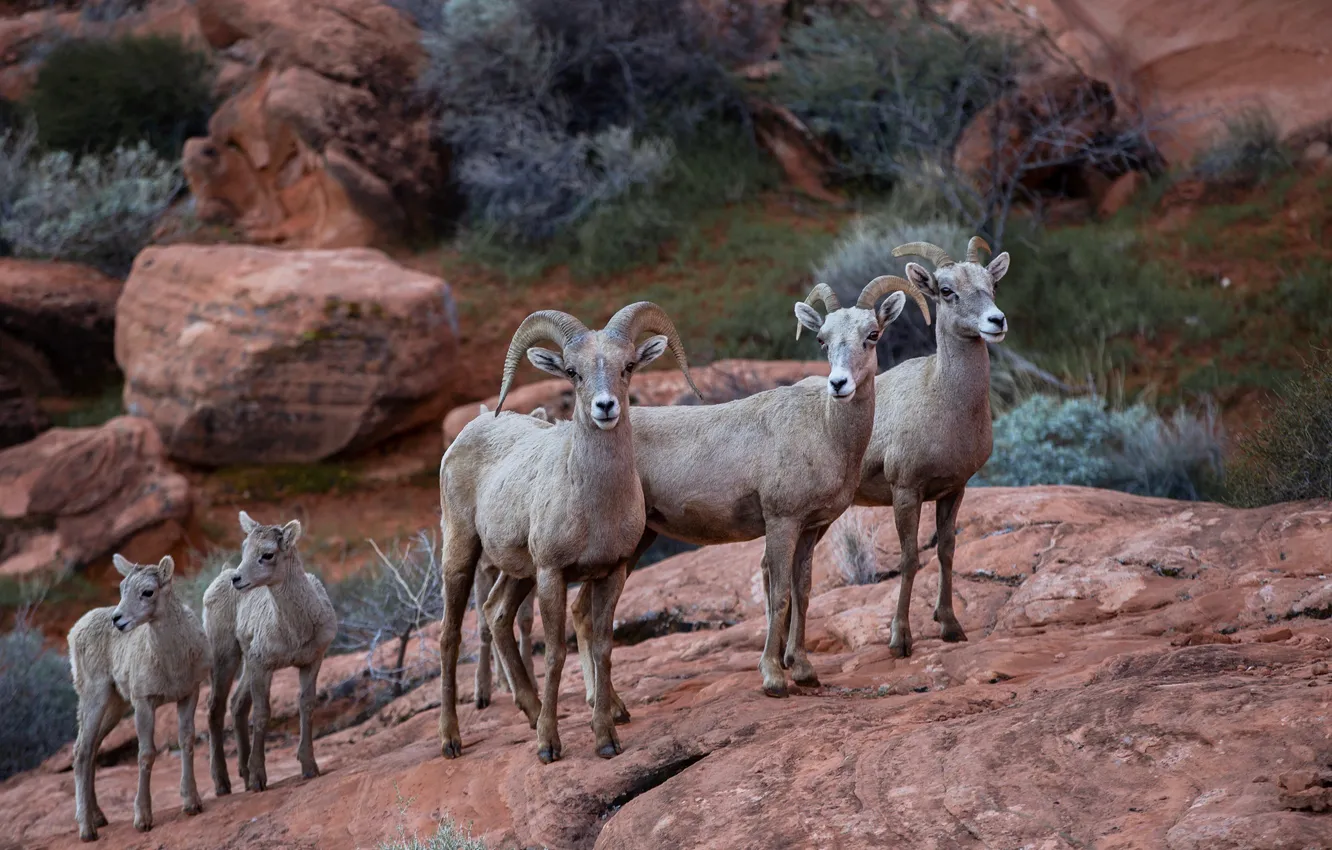 Фото обои природа, фон, Big Horn Sheep