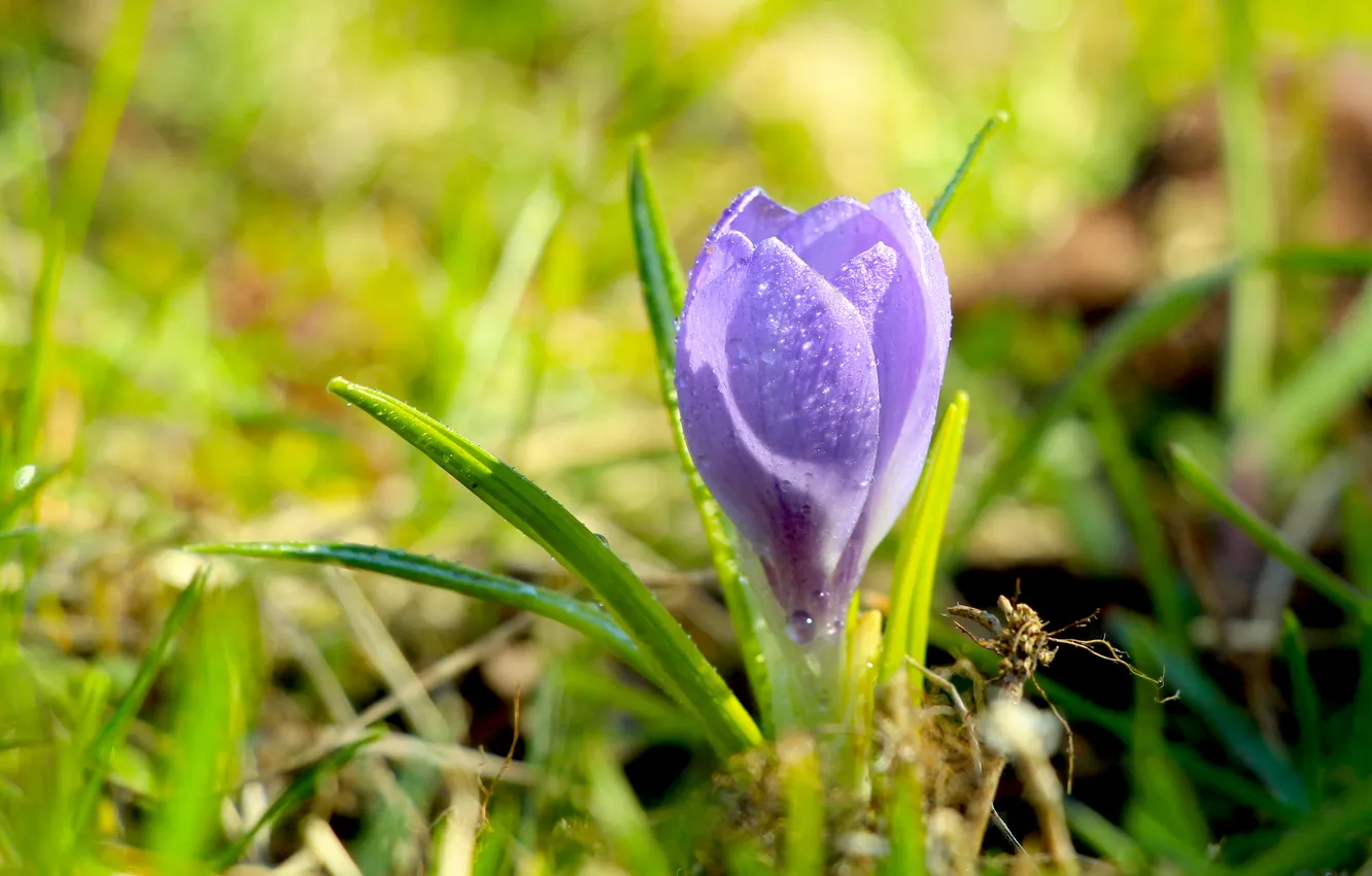 Фото обои flower, spring, Crocus