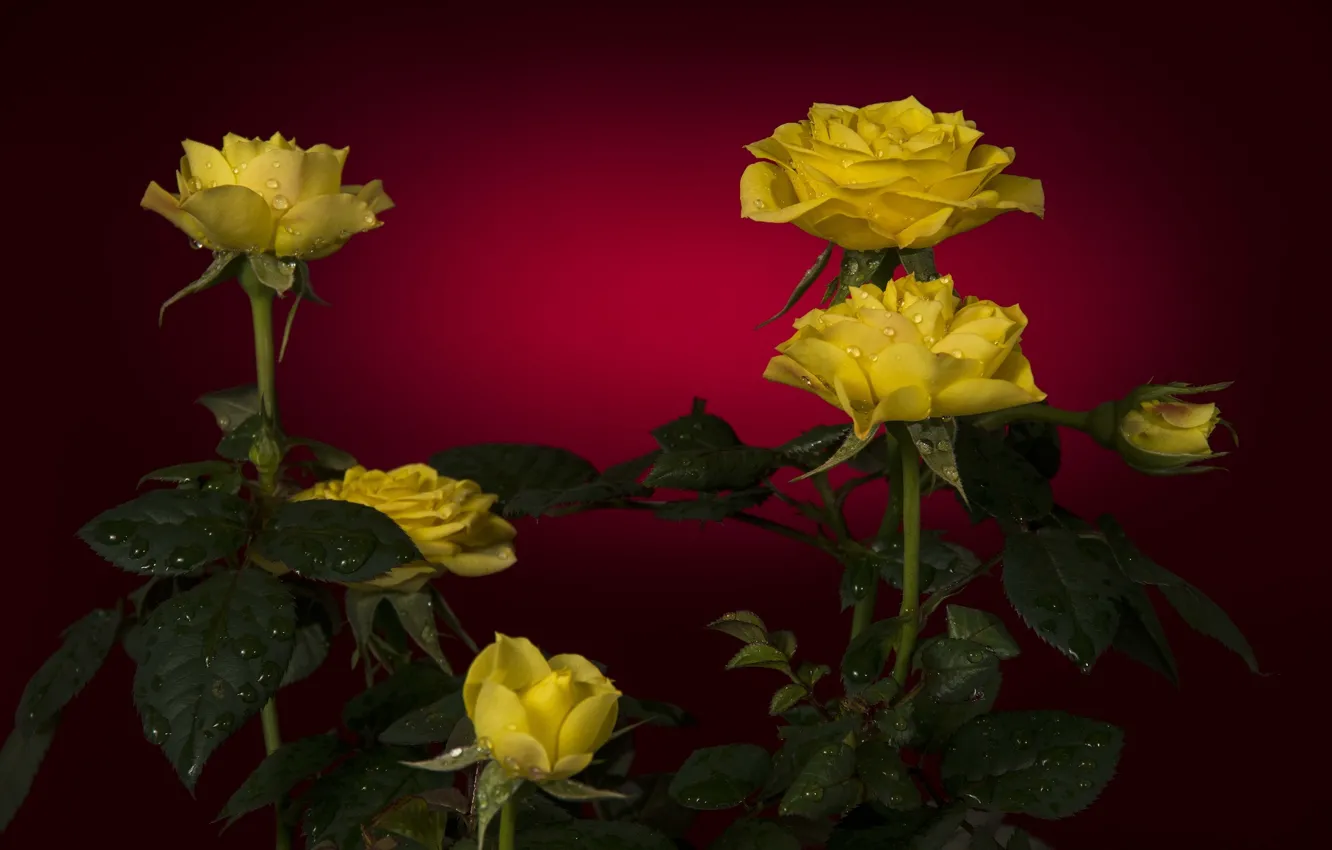 Фото обои капли, красный, фон, розы, жёлтые