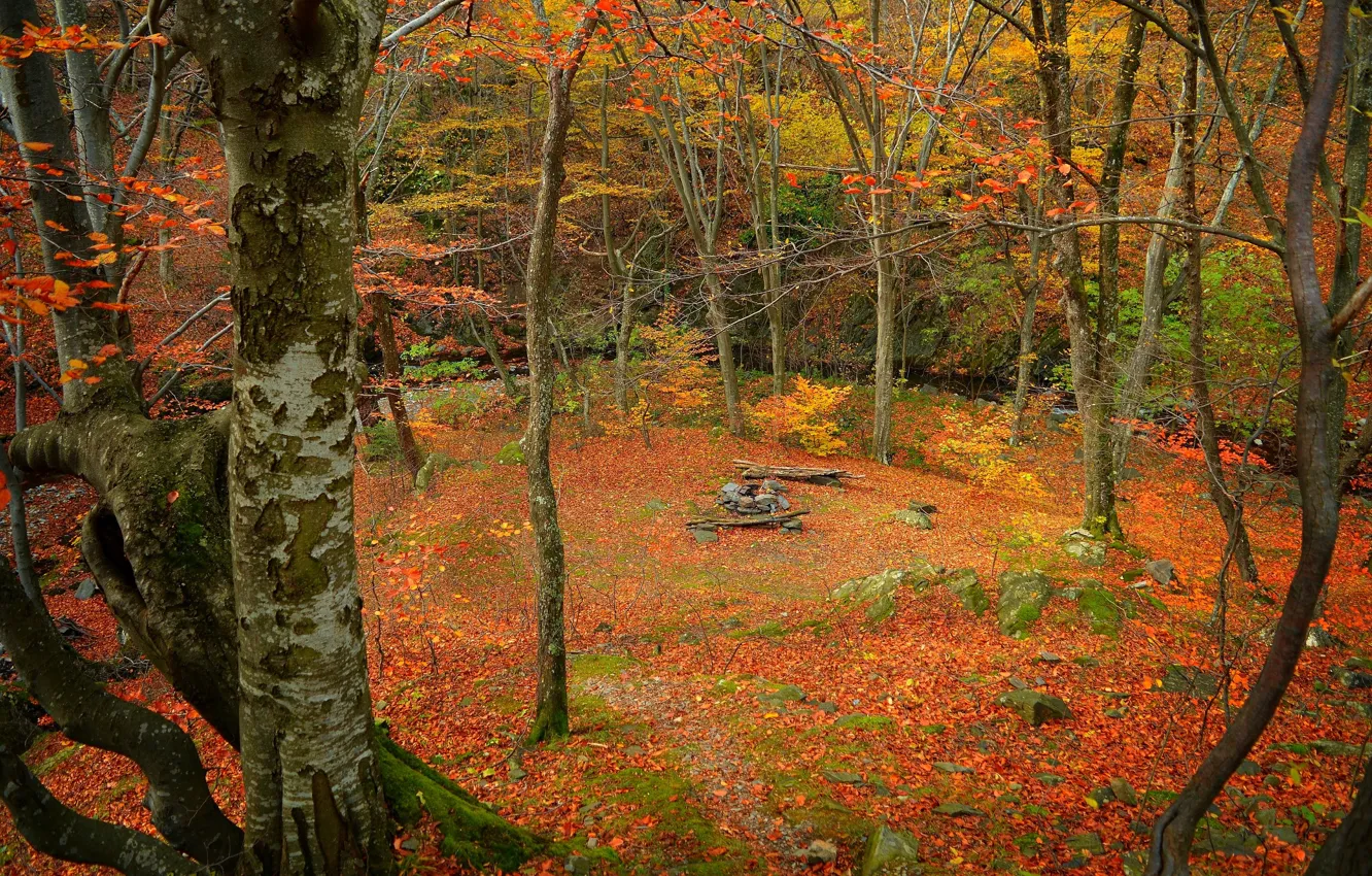 Фото обои Осень, Лес, Fall, Autumn, Colors, Trees, Листопад, Leaves
