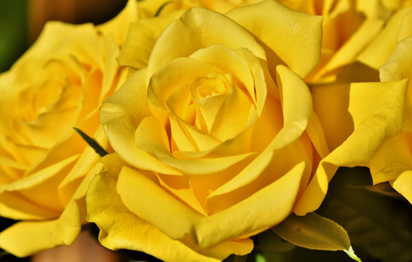 Фото обои цветы, крупный план, розы, желтые, лепестки, бутоны