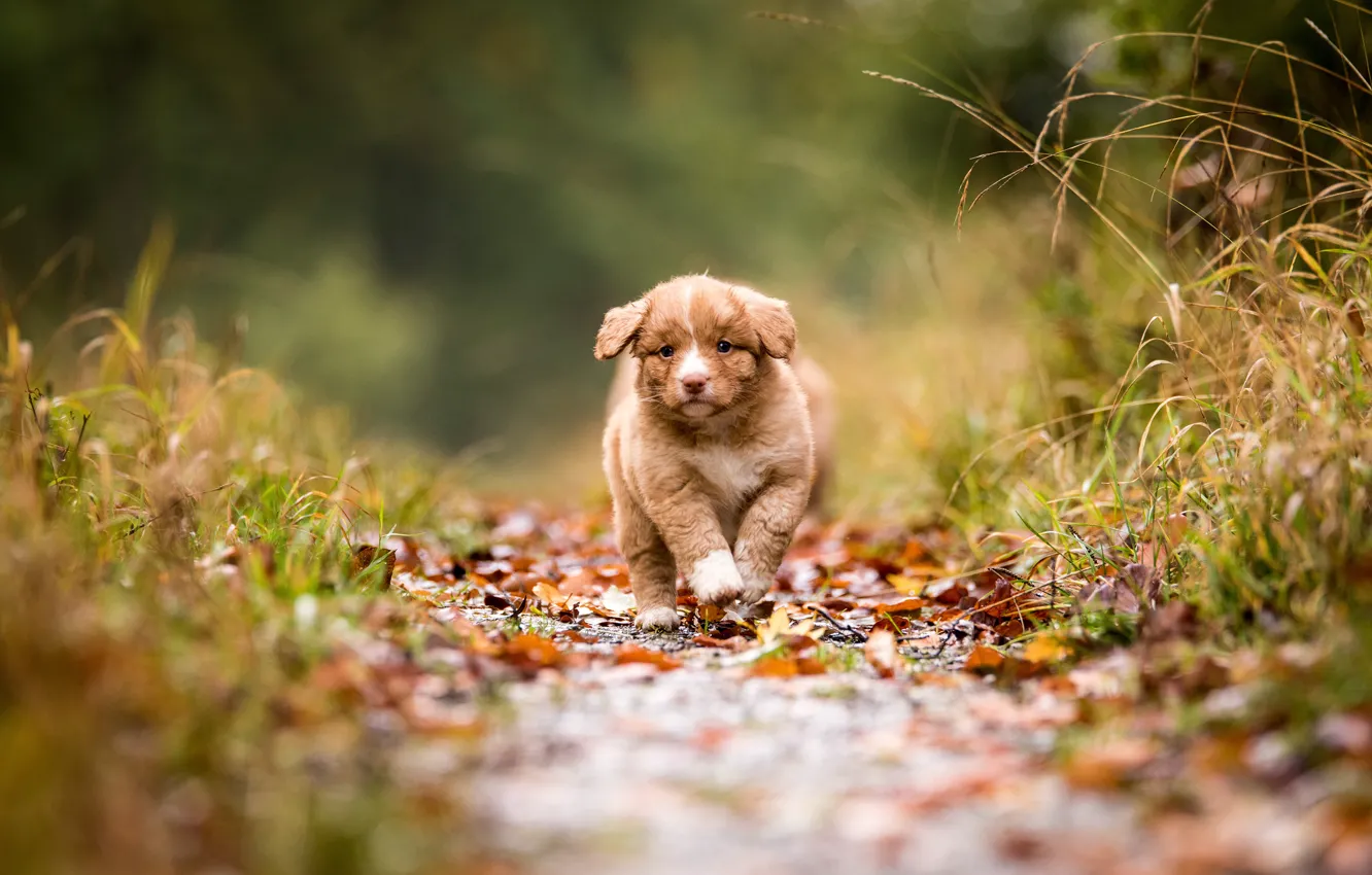 Фото обои осень, лес, трава, листья, собака, малыш, бег, щенок