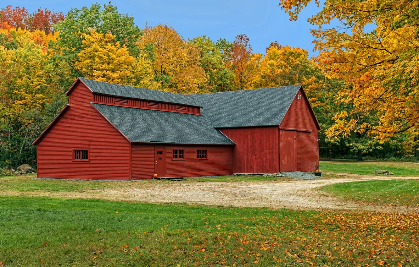 Фото обои осень, лес, трава, листья, деревья, желтый, парк, дома