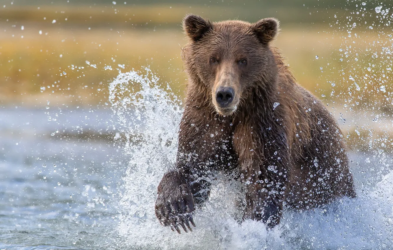 Фото обои вода, брызги, рыбалка, Аляска, медведица, Katmai National Park, большой бурый медведь