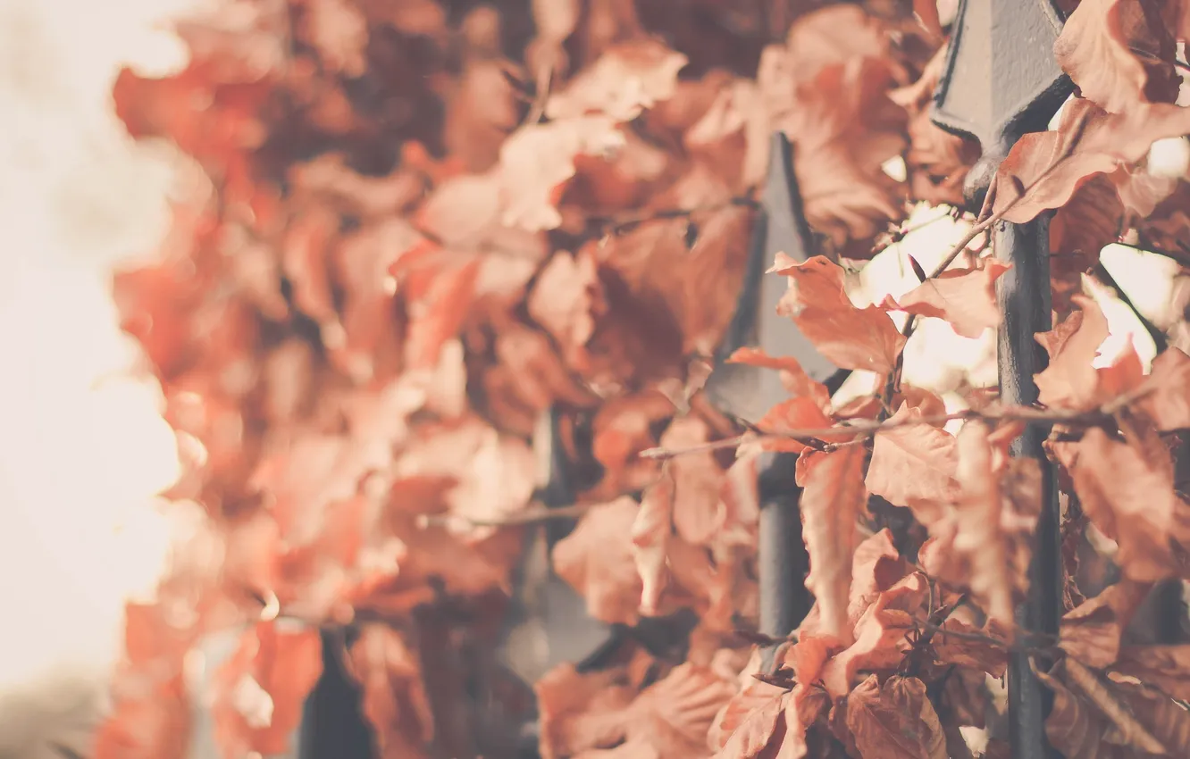 Фото обои осень, листья, сухие