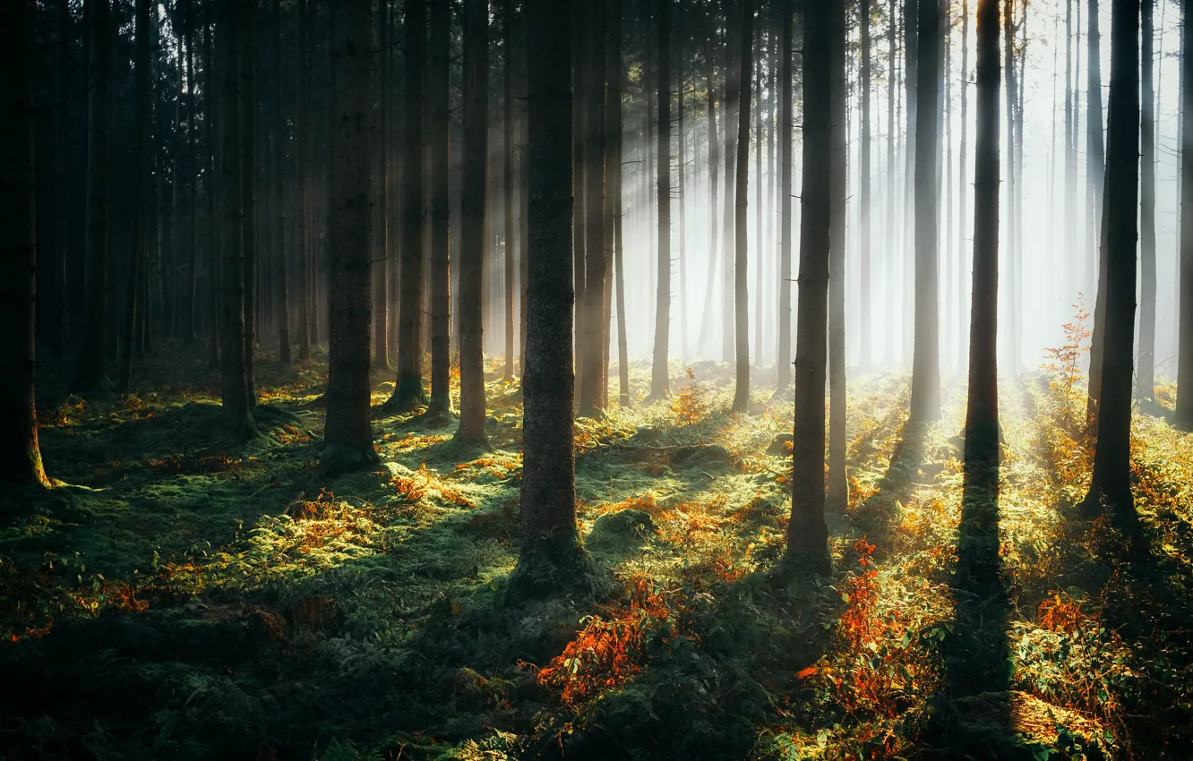 Фото обои лес, деревья, дымка, солнечный свет