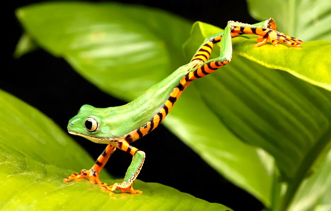 Фото обои лягушка, зеленая, прыгает