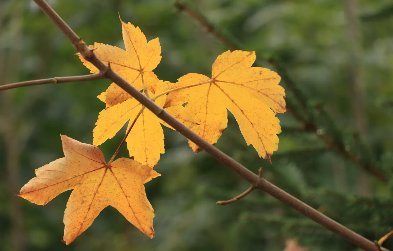 Фото обои осень, листья, крупный план, ветки, клен