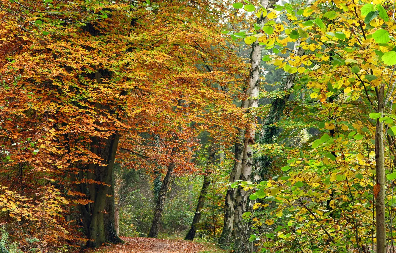 Фото обои осень, лес, деревья, тропа, краски осени
