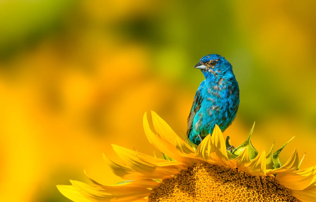 Фото обои цветок, птица, подсолнух, желтый фон, голубая, боке, овсянковый кардинал