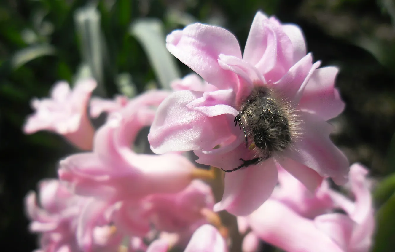 Фото обои весна, розовые, гиацинты