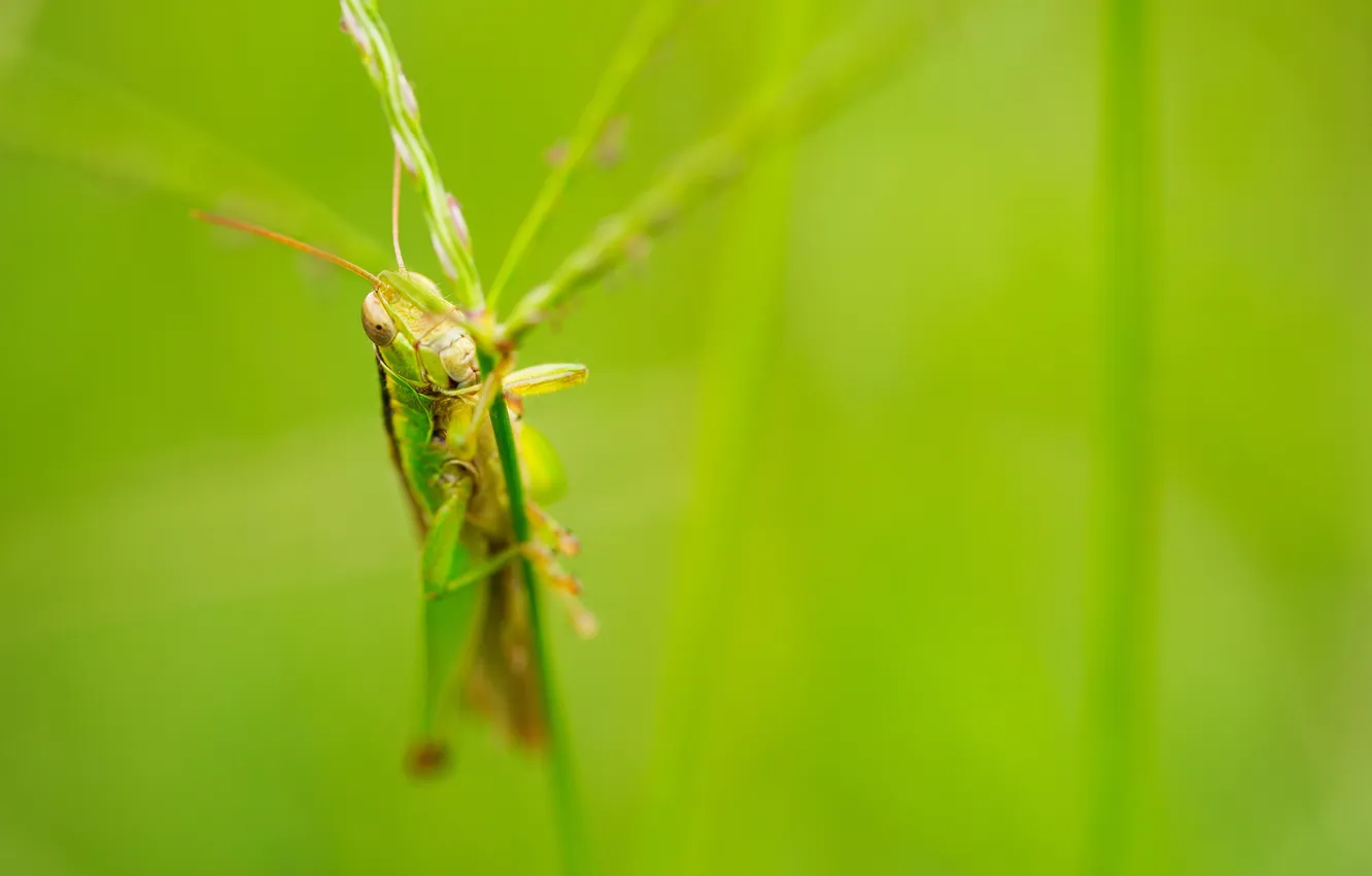 Фото обои nature, macro, insect, grasshopper