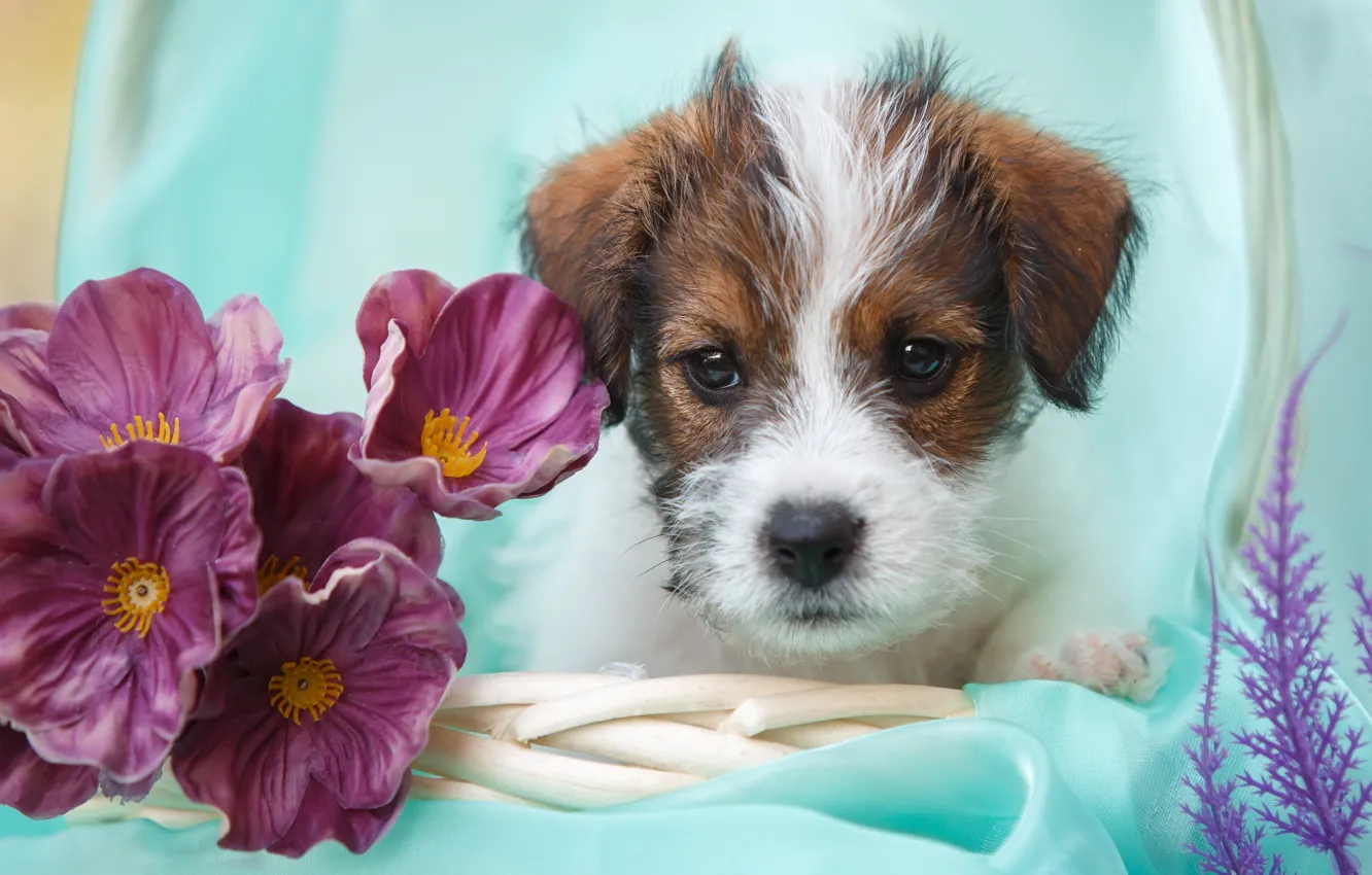 Фото обои цветы, собака, щенок, мордашка, Джек-рассел-терьер