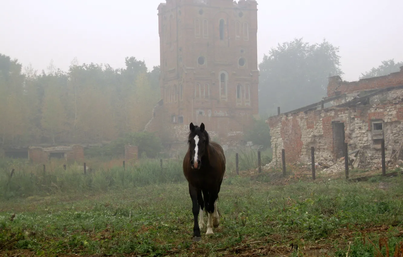 Фото обои туман, лошадь, утро