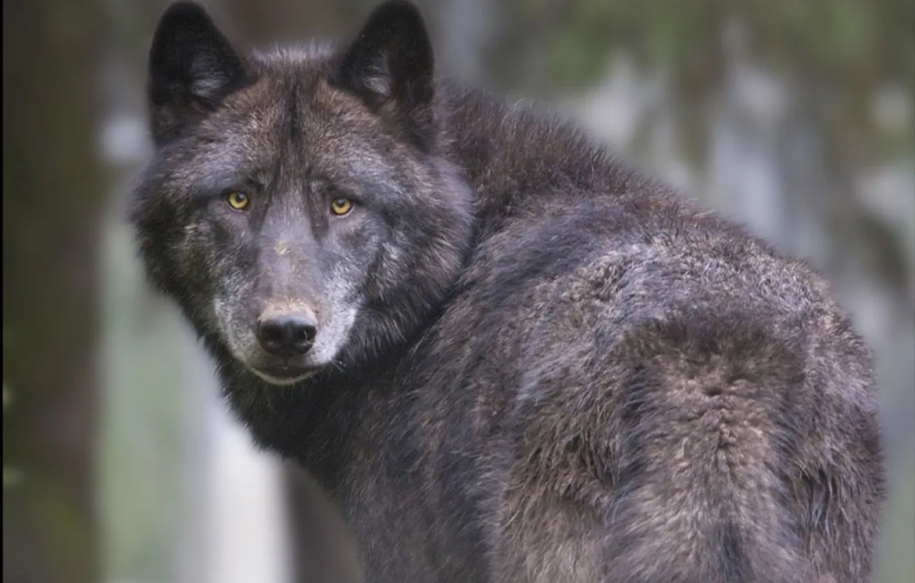 Фото обои nature, face, animal, wolf, wildlife, head, fur, mammal