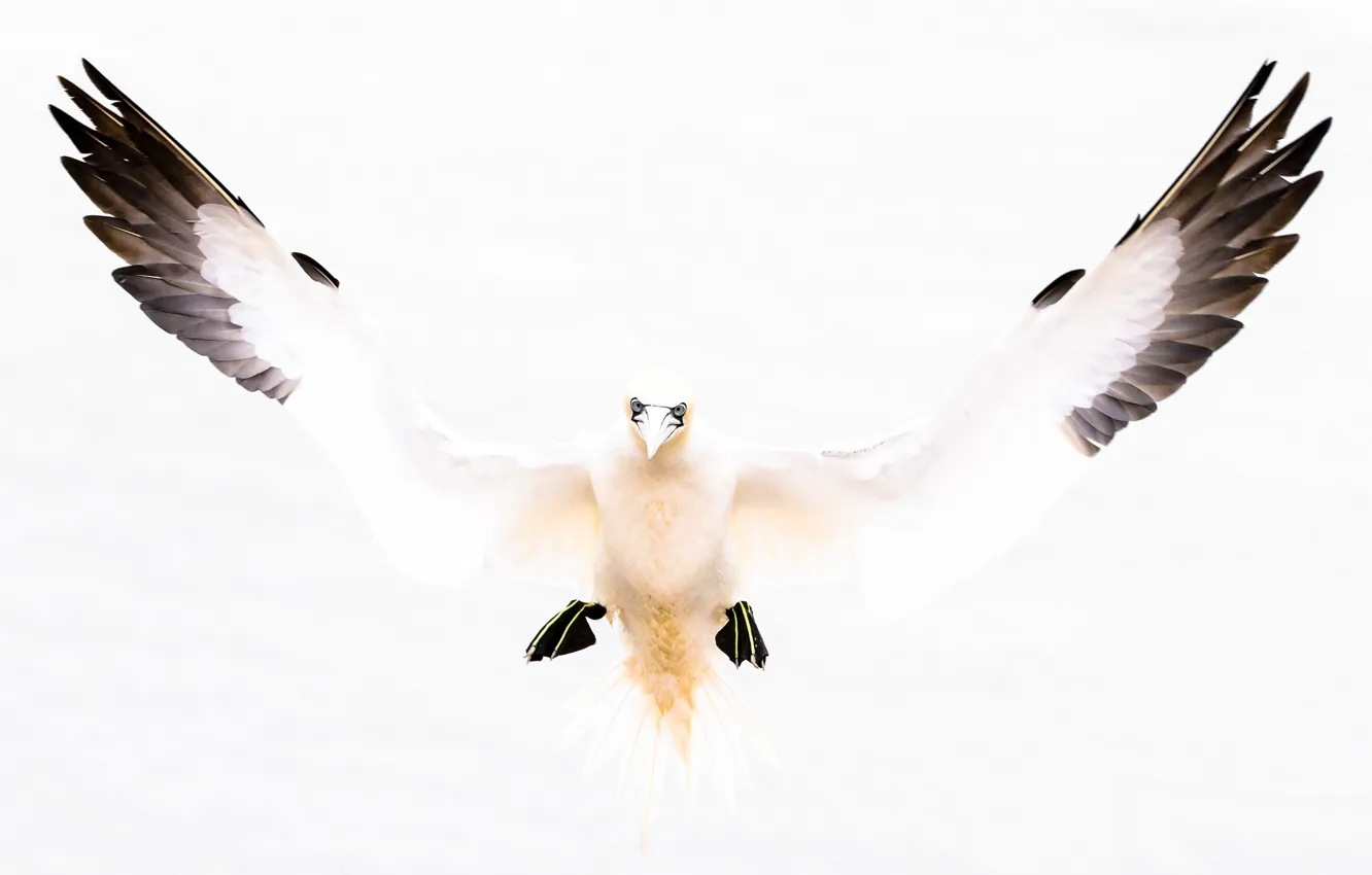 Фото обои птица, крылья, клюв