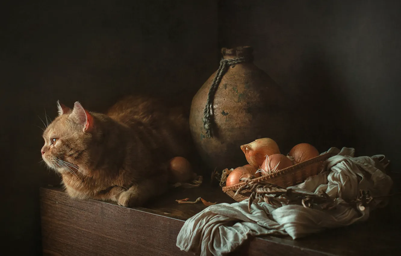 Фото обои лук, кувшин, тряпка, рыжий кот, котейка