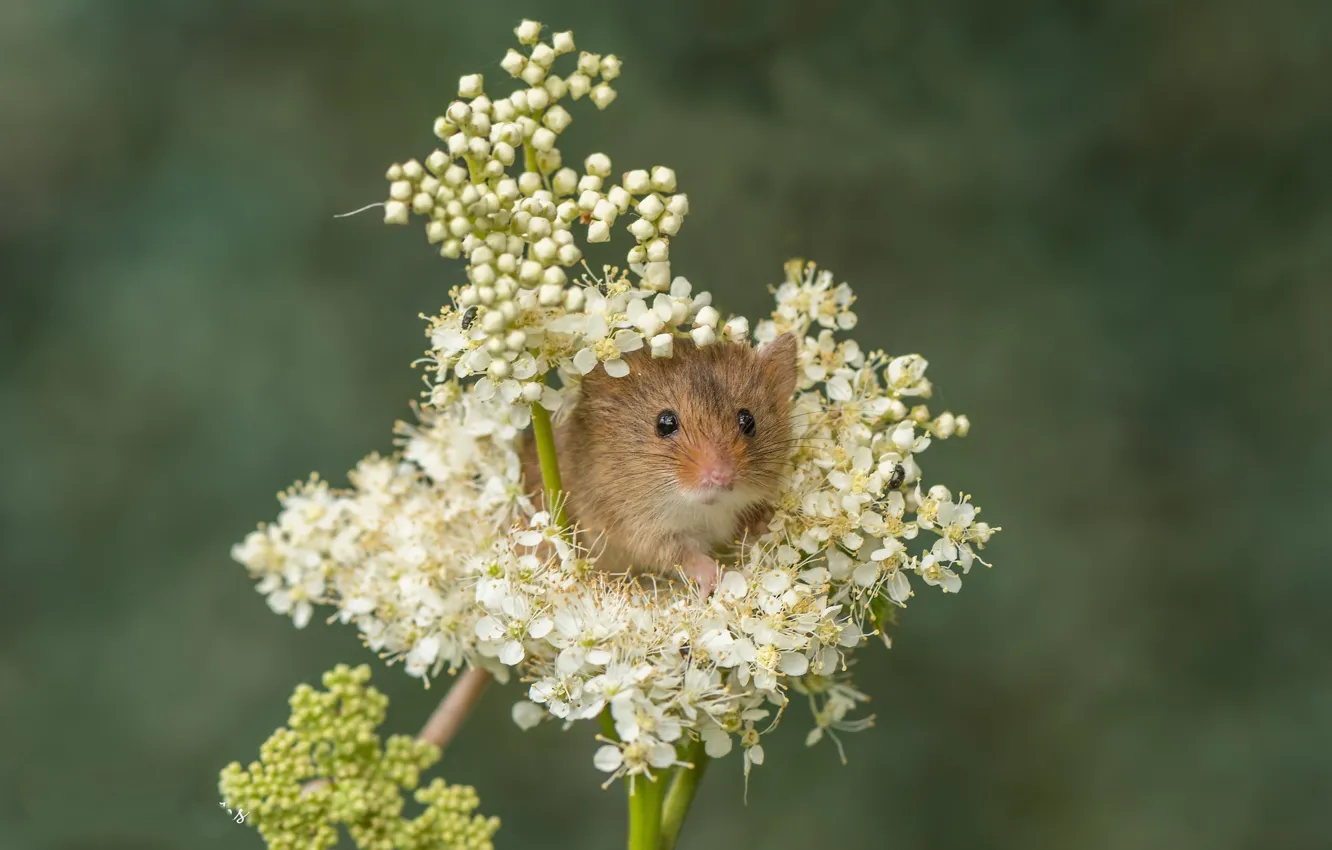 Фото обои цветы, фон, мышь