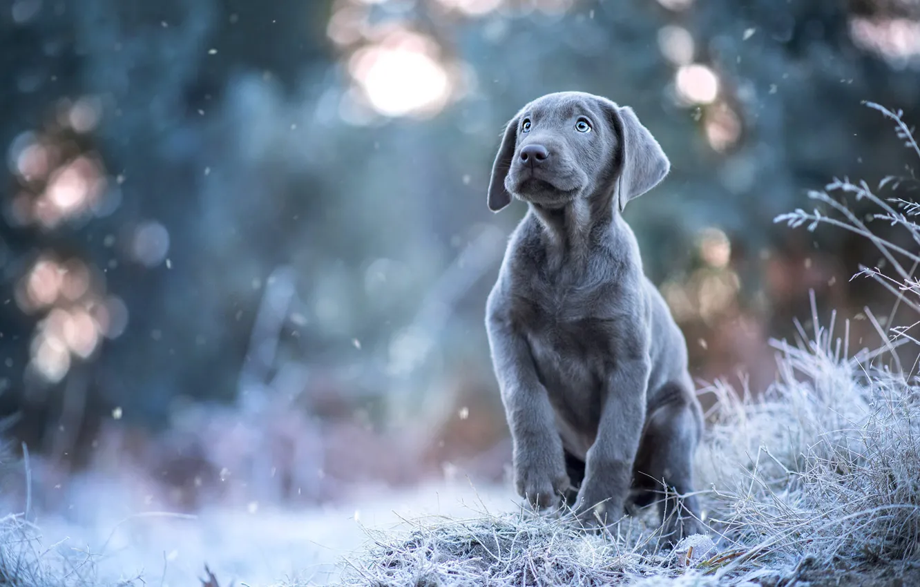 Фото обои зима, иней, взгляд, снег, поза, серый, собака, щенок
