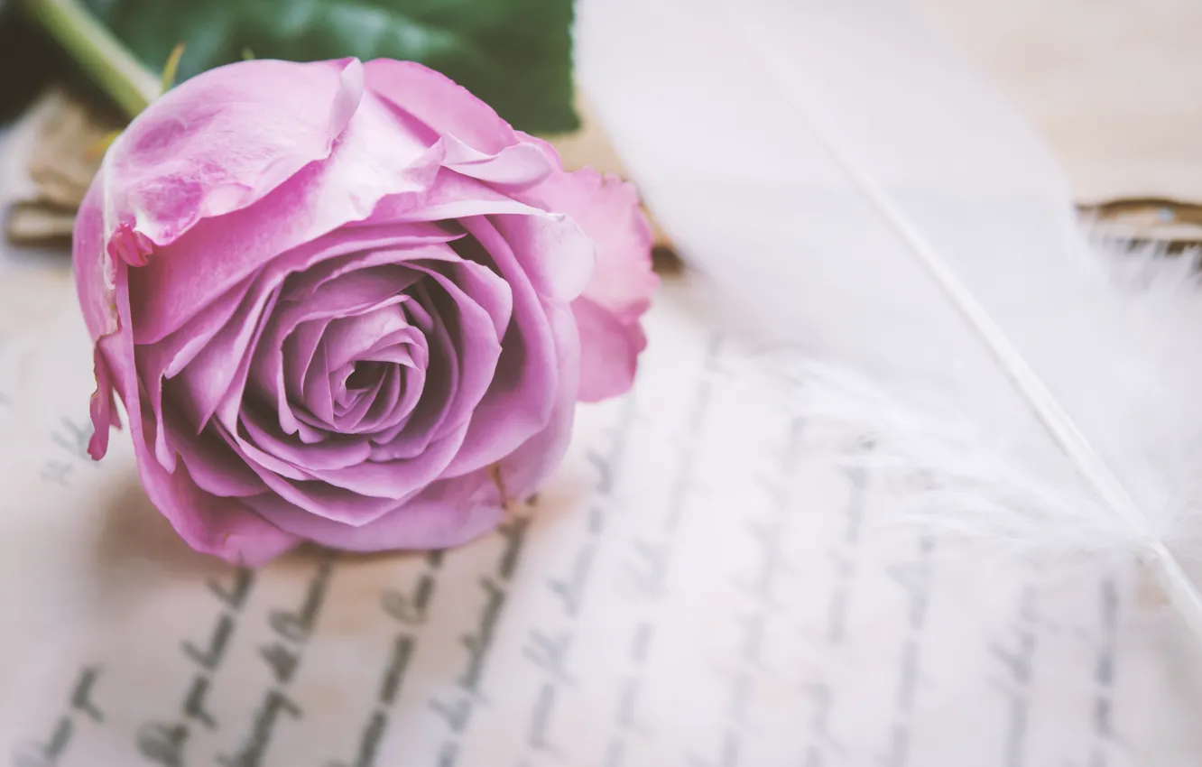 Фото обои цветы, розы, love, vintage, flowers, romantic, purple, roses