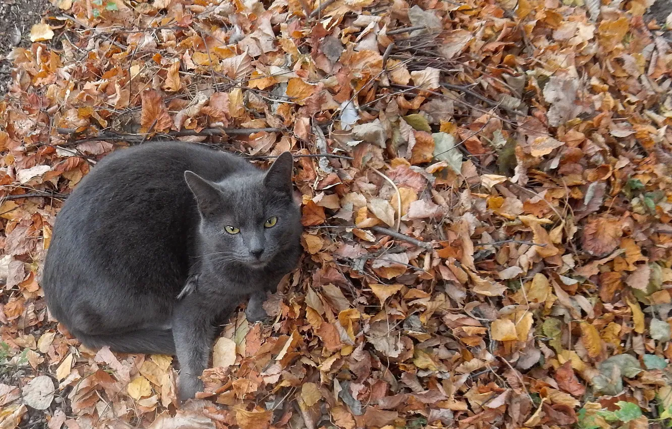 Фото обои осень, животные, кот, лист, парк, фон, widescreen, обои